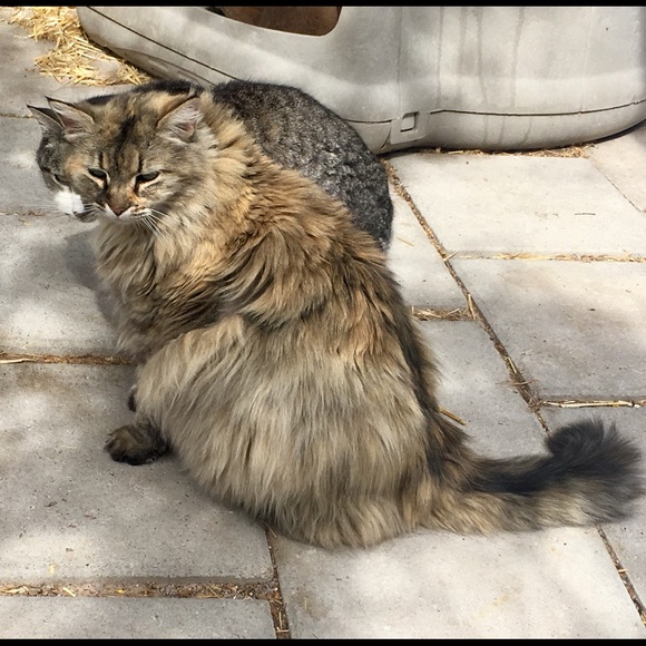 Meet your Posher, 4 Paws - Picture 3 of 8